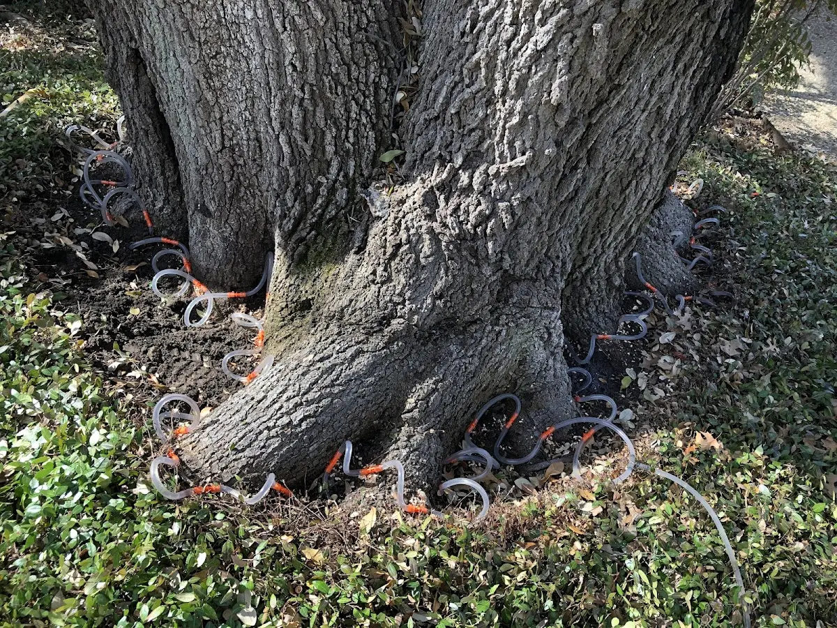 Detailed Tree Cabling and Bracing job site in San Bernardino