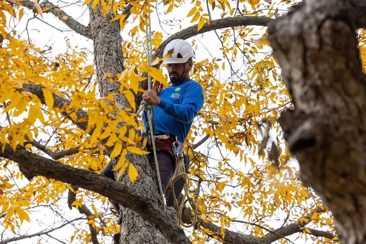 Skilled Tree Planting crew working in San Bernardino